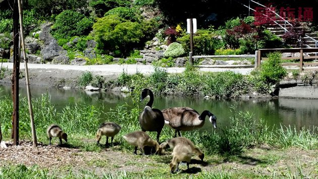 edwards-garden-baby-geese.jpg