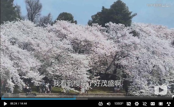 华盛顿樱花节与开花时间